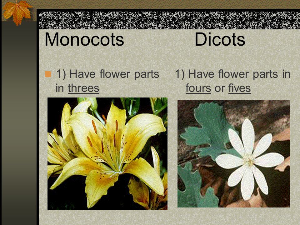 MonocotsDicots 1) Have flower parts in threes 1) Have flower parts in fours or fives