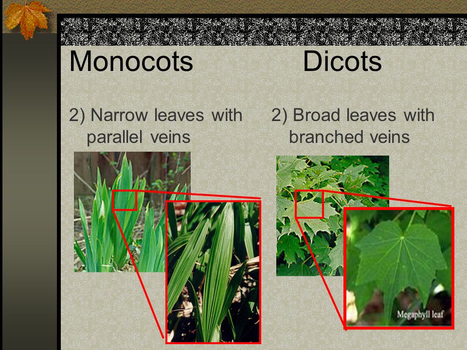 MonocotsDicots 2) Narrow leaves with parallel veins 2) Broad leaves with branched veins