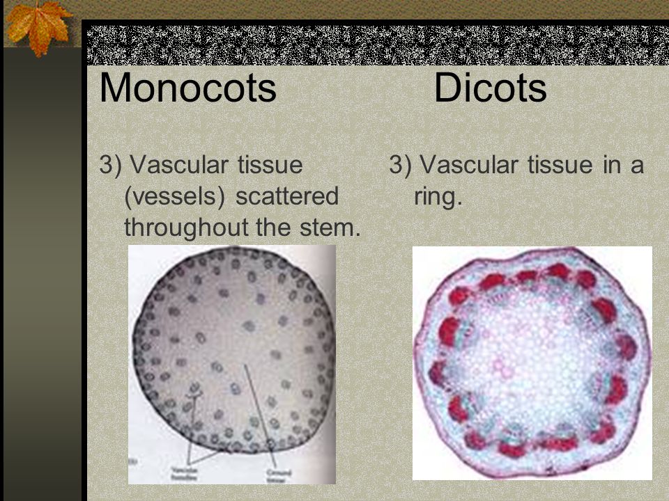 MonocotsDicots 3) Vascular tissue (vessels) scattered throughout the stem.
