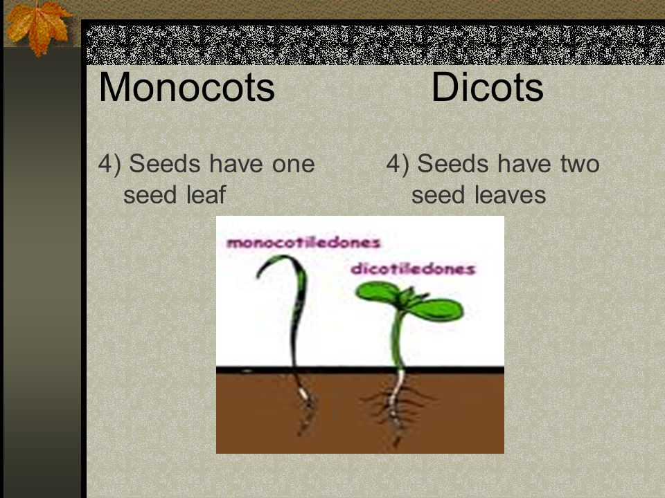 MonocotsDicots 4) Seeds have one seed leaf 4) Seeds have two seed leaves