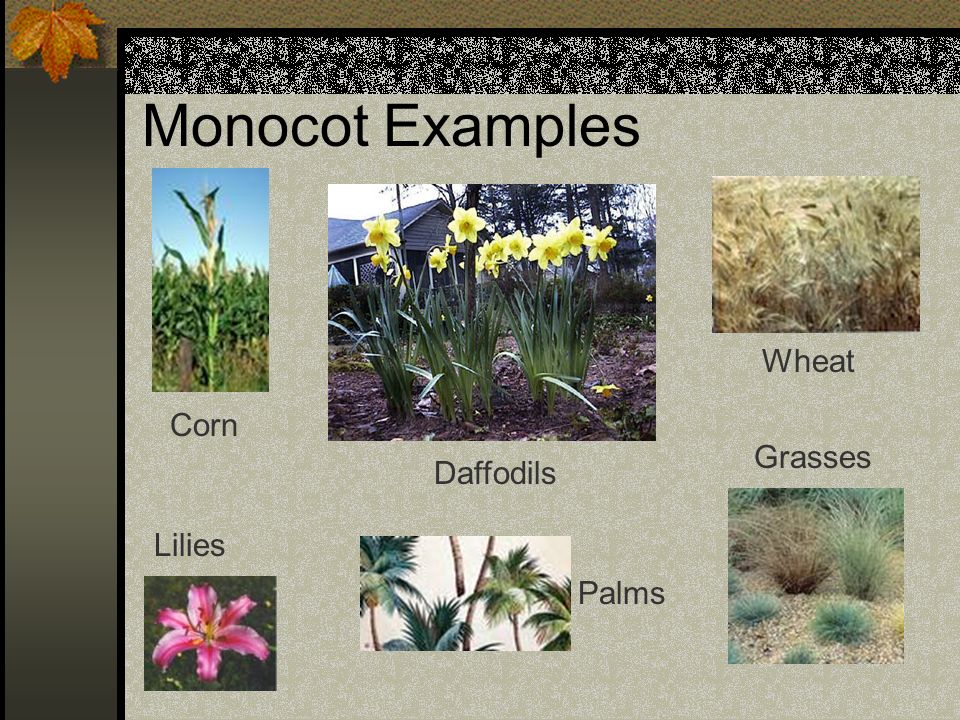 Monocot Examples Corn Palms Lilies Daffodils Wheat Grasses