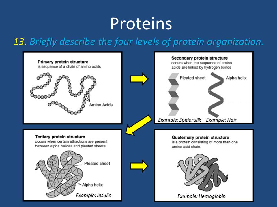 Proteins Review Proteins This Structure Represents A Polymer 1