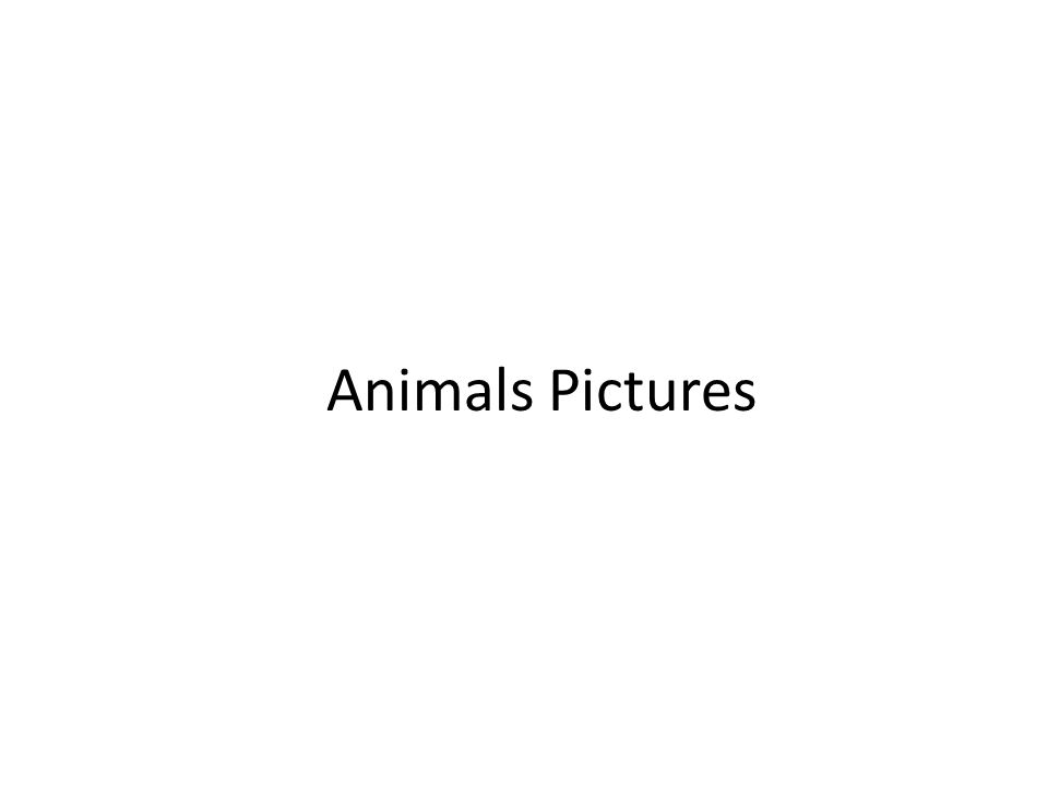 Animals Pictures