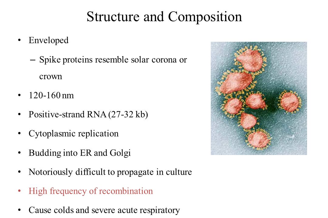 Structure and Composition Enveloped – Spike proteins resemble solar corona or crown nm Positive-strand RNA (27-32 kb) Cytoplasmic replication Budding into ER and Golgi Notoriously difficult to propagate in culture High frequency of recombination Cause colds and severe acute respiratory syndrome (SARS)