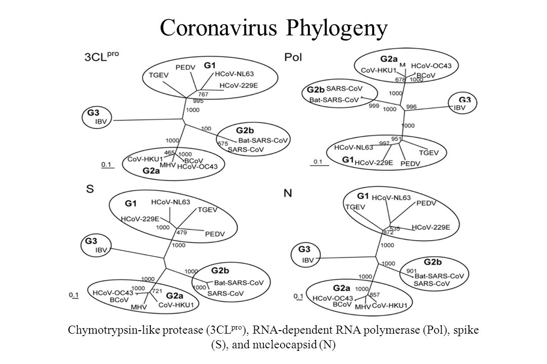 Coronavirus Phylogeny Chymotrypsin-like protease (3CL pro ), RNA-dependent RNA polymerase (Pol), spike (S), and nucleocapsid (N)