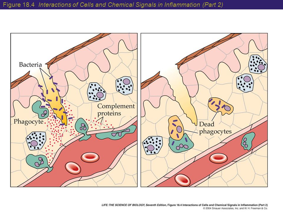Figure 18.4 Interactions of Cells and Chemical Signals in Inflammation (Part 2)