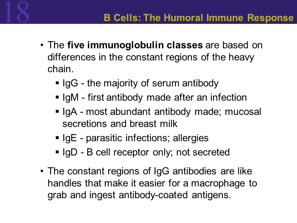 18 B Cells: The Humoral Immune Response The five immunoglobulin classes are based on differences in the constant regions of the heavy chain.