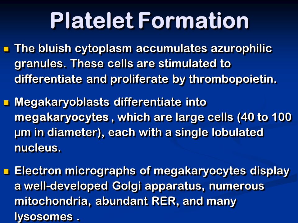 Platelet Formation The bluish cytoplasm accumulates azurophilic granules.