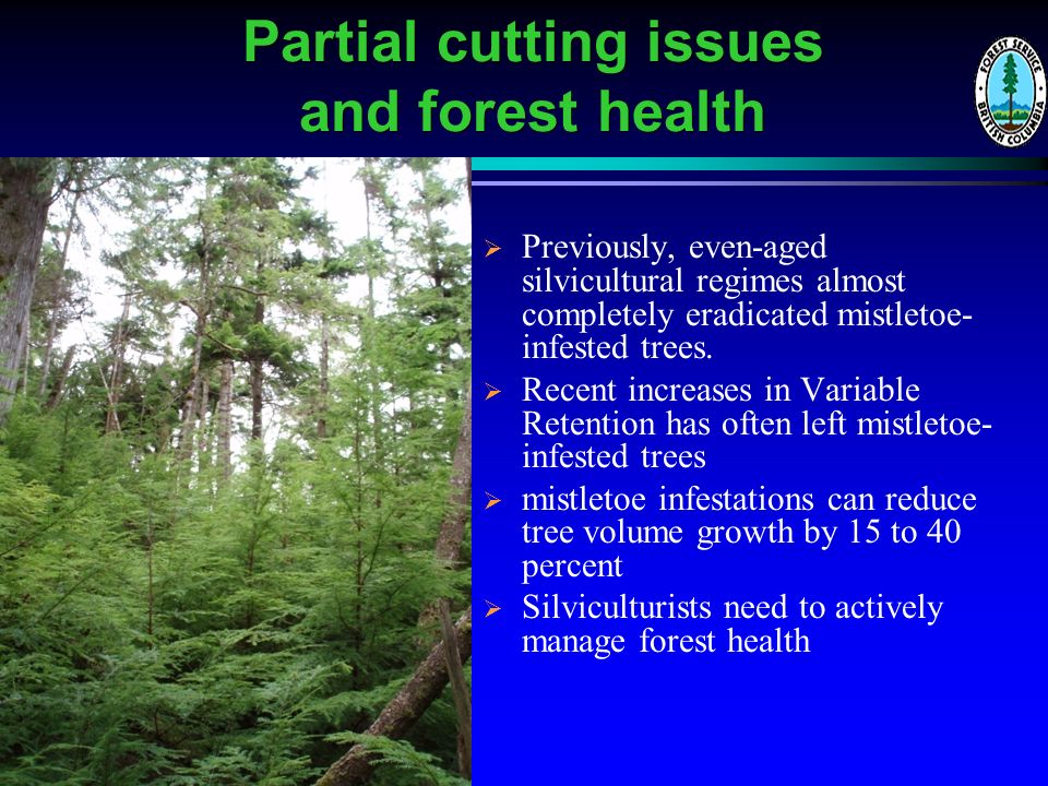 Partial cutting issues and forest health   Previously, even-aged silvicultural regimes almost completely eradicated mistletoe- infested trees.