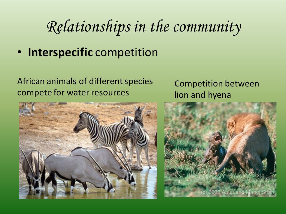 Ecology One. Biosphere Biome Ecosystem Population Community Organism. - ppt  download