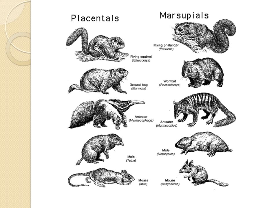 Marsupials and placentals similarities between the crucible and mccarthyism ethereum developer toronto