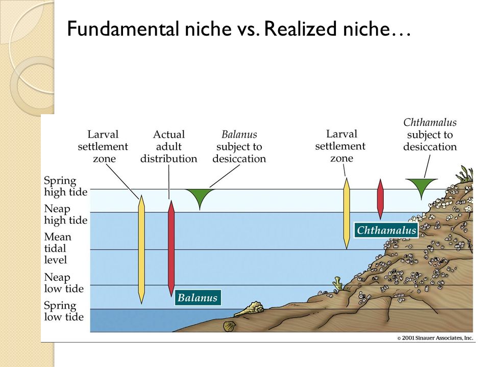 fundamental vs realized niche