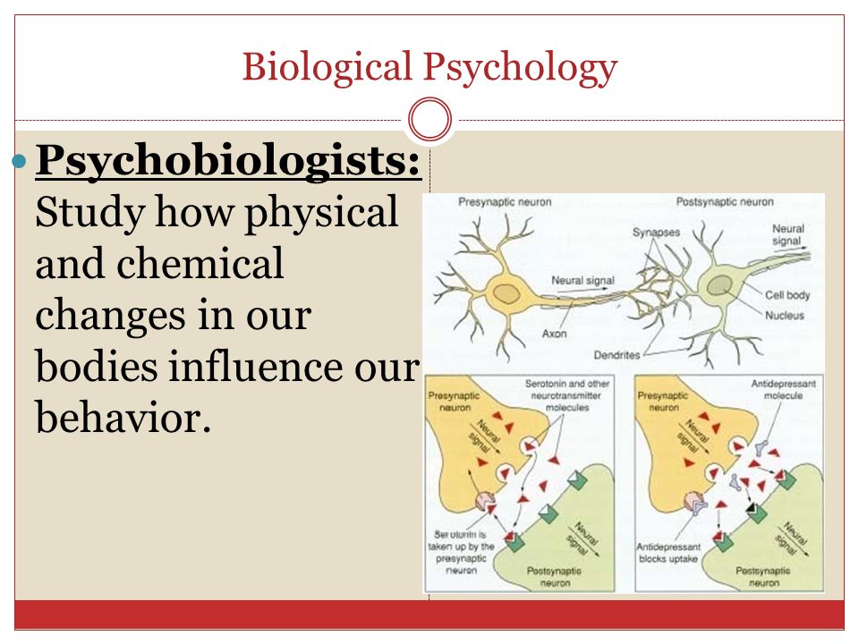Biological Psychology Psychobiologists: Study how physical and chemical changes in our bodies influence our behavior.