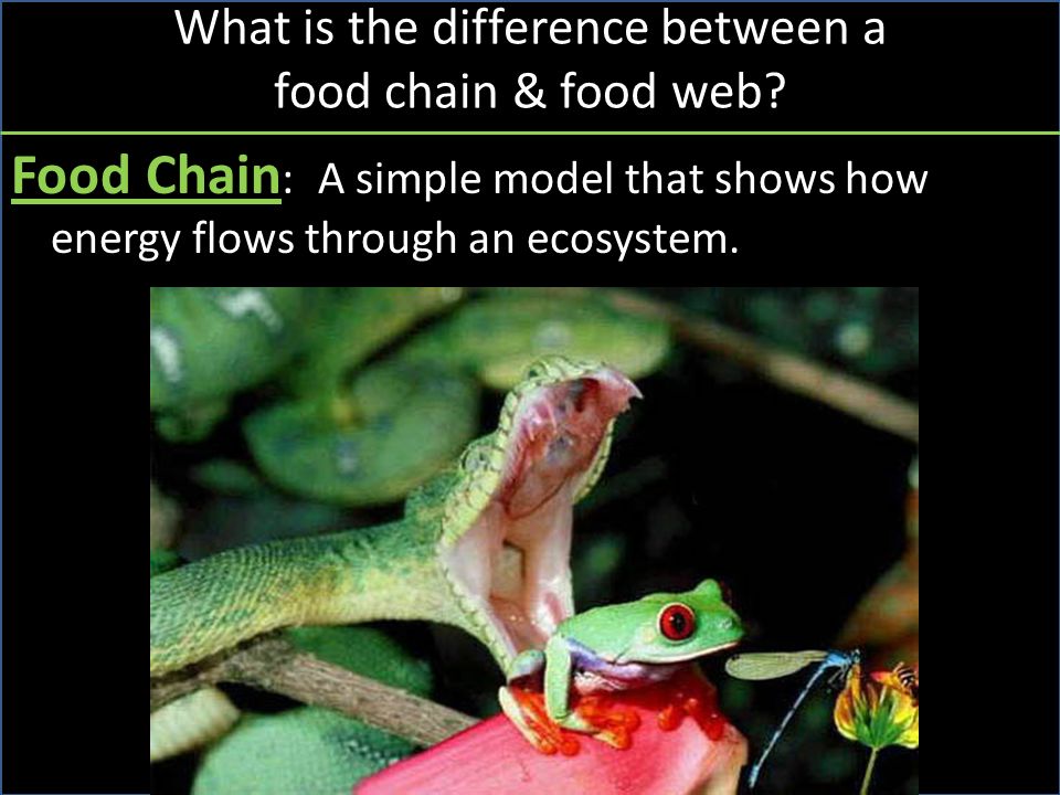 What is the difference between a food chain & food web.