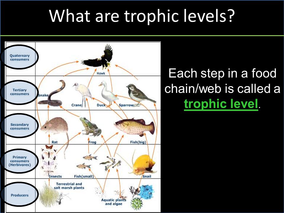What are trophic levels Each step in a food chain/web is called a trophic level.