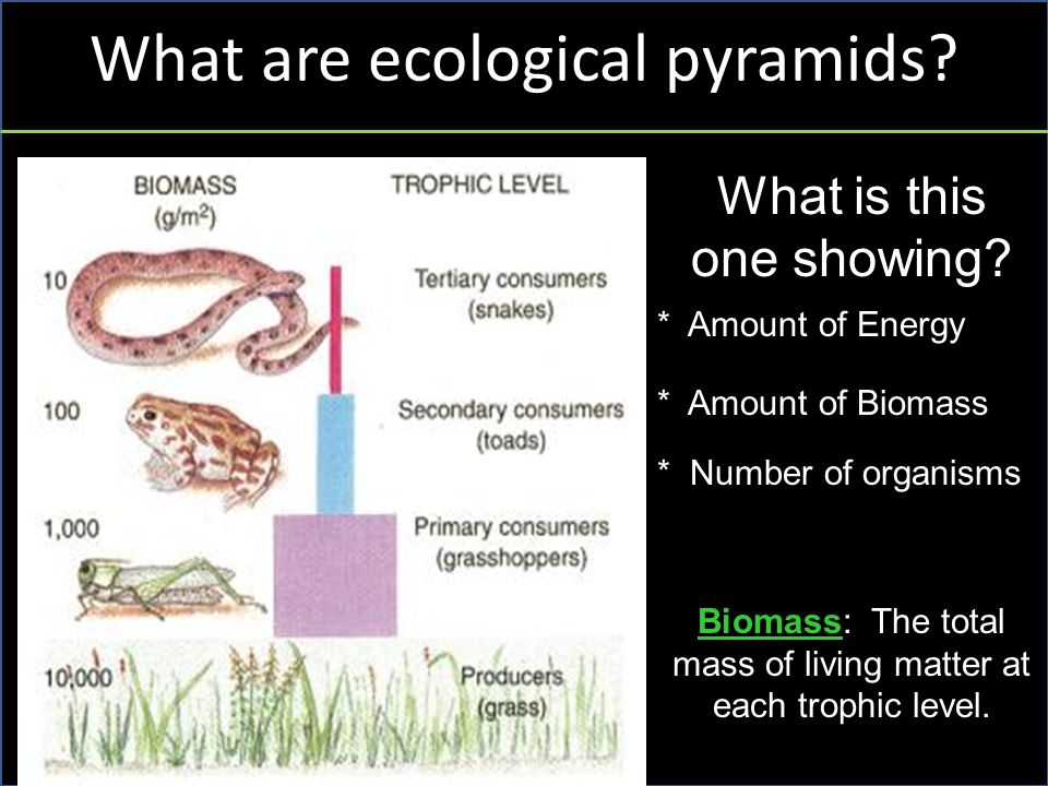What are ecological pyramids. What is this one showing.