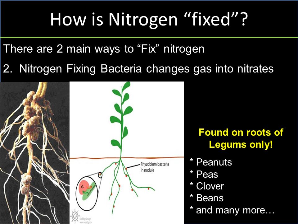 How is Nitrogen fixed . There are 2 main ways to Fix nitrogen 2.