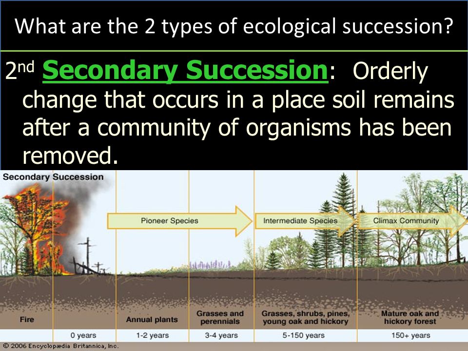 2 nd Secondary Succession : Orderly change that occurs in a place soil remains after a community of organisms has been removed.