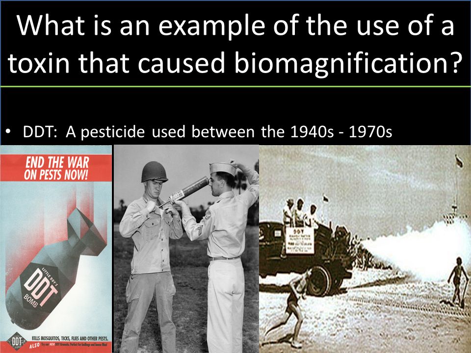 What is an example of the use of a toxin that caused biomagnification.
