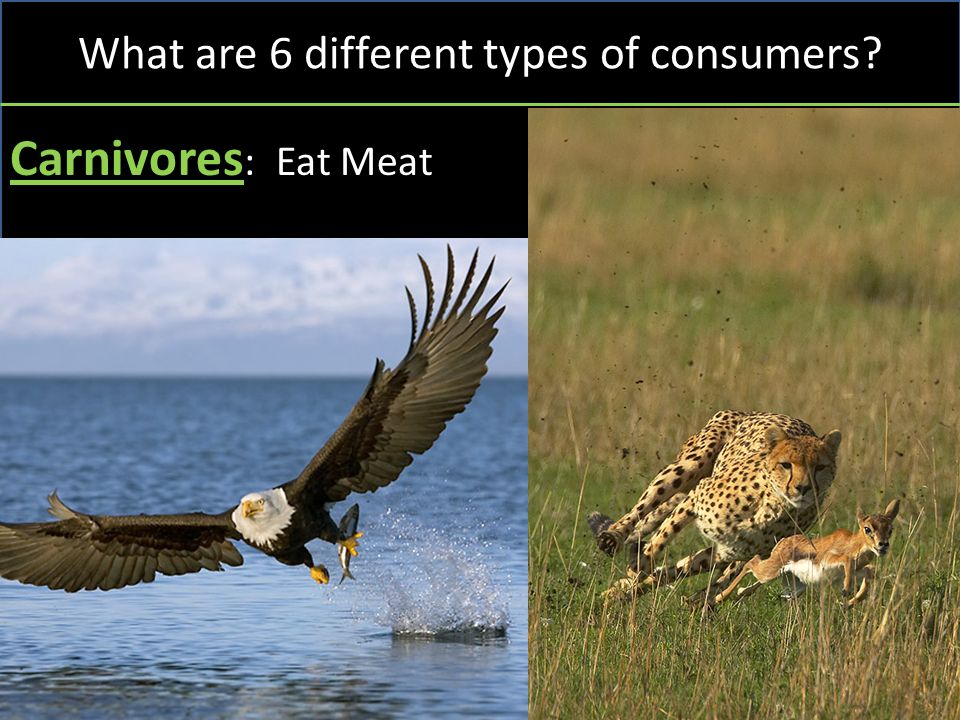 What are 6 different types of consumers Carnivores : Eat Meat