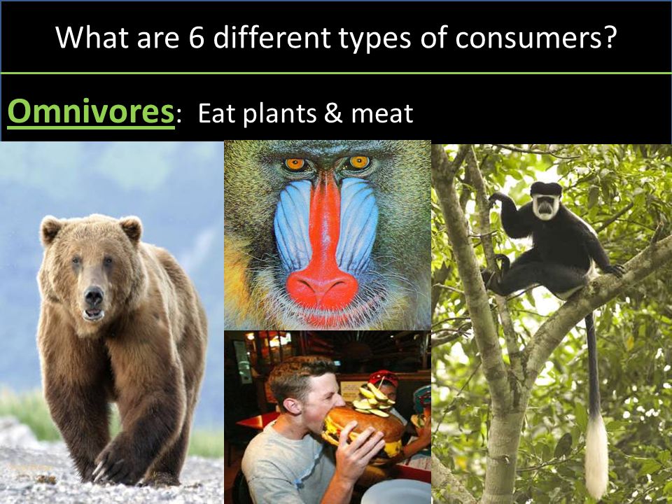 What are 6 different types of consumers Omnivores : Eat plants & meat