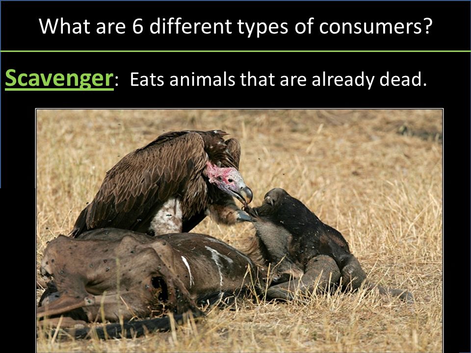 What are 6 different types of consumers Scavenger : Eats animals that are already dead.