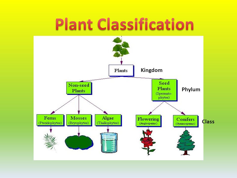 Kingdom Class Gymnosperms- cone bearing plants “gymno” = bare sperma= “seed”  seeds on cones  needle like leaves  usually stay green year. - ppt download