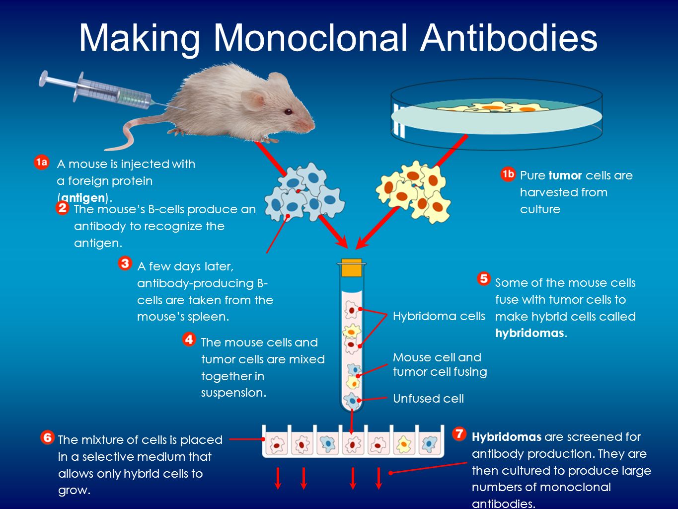 Mice cells. Моноклональные антитела МКАТ. Строение моноклональных антител. Гибридомы и моноклональные антитела.