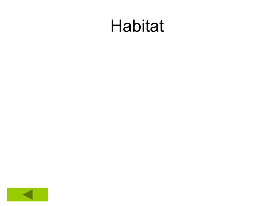 Habitat Insert a picture of your animal in the clip art box that you have saved to your folder.