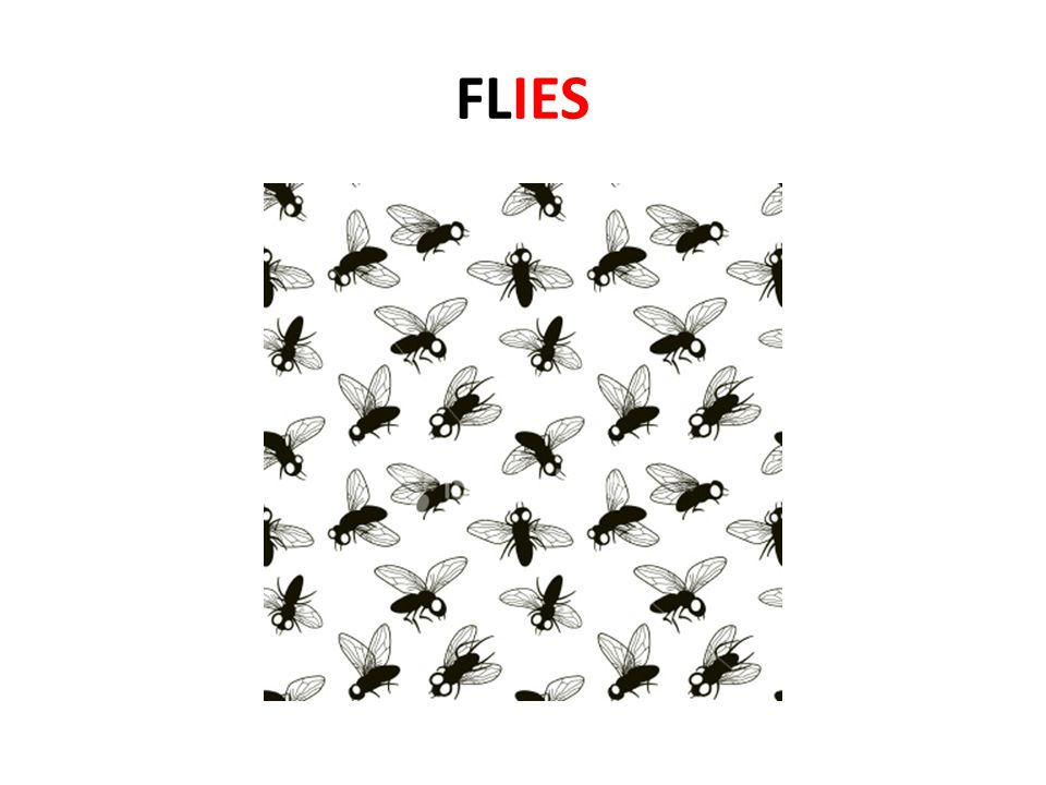 FLIES