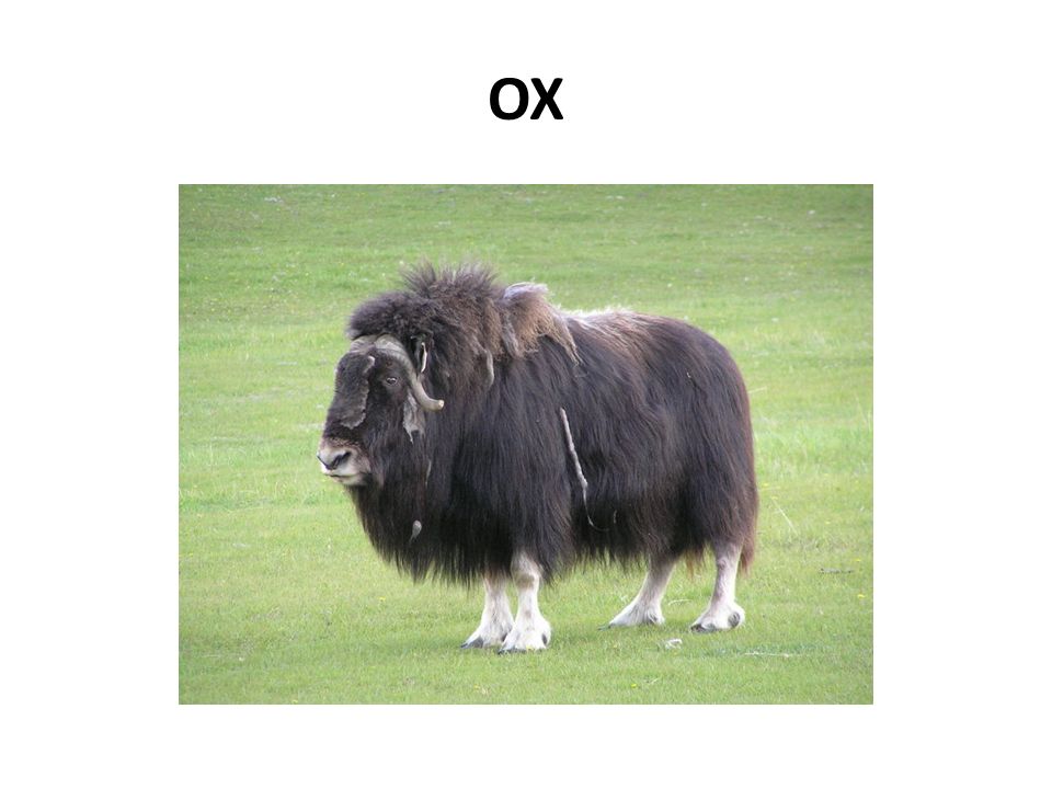 OX