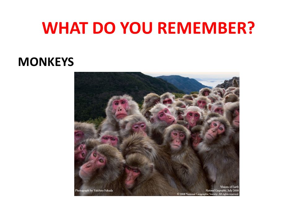 WHAT DO YOU REMEMBER MONKEYS