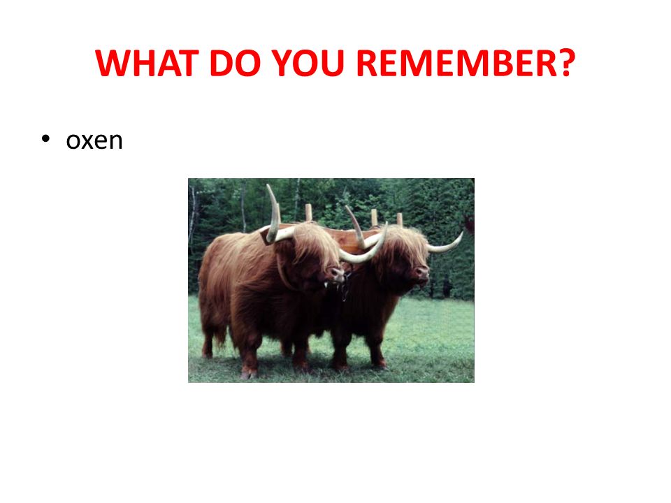 WHAT DO YOU REMEMBER oxen