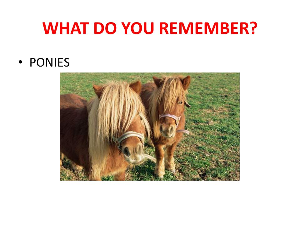 WHAT DO YOU REMEMBER PONIES