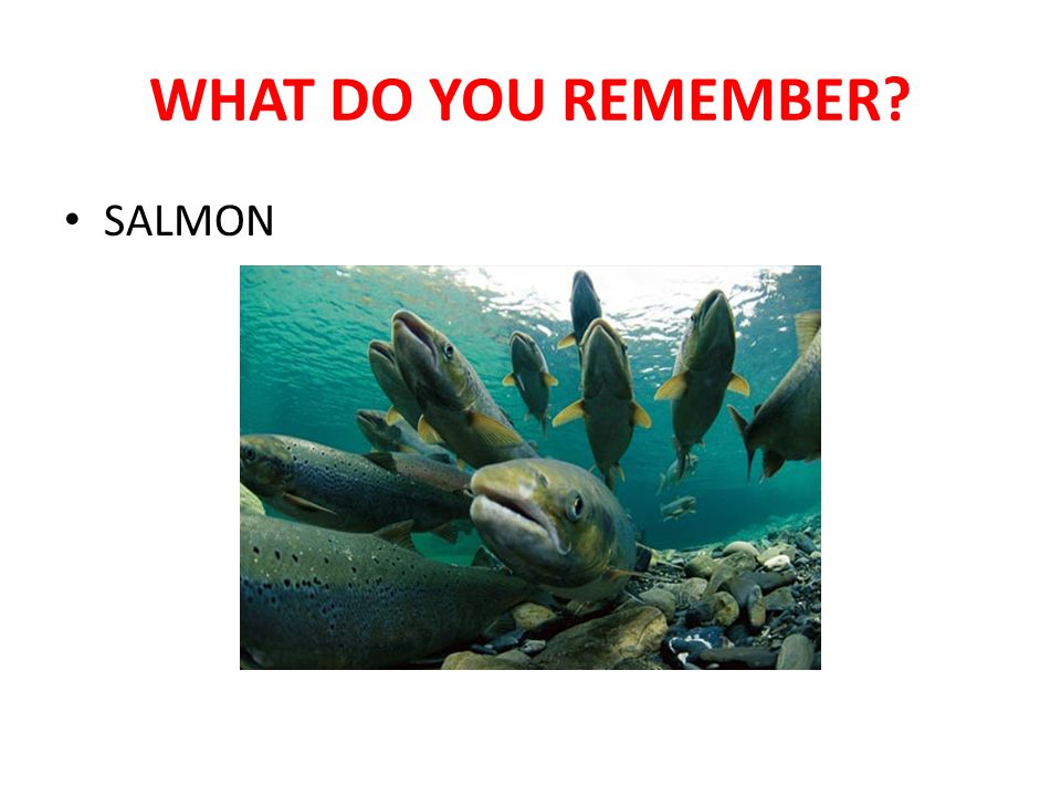 WHAT DO YOU REMEMBER SALMON