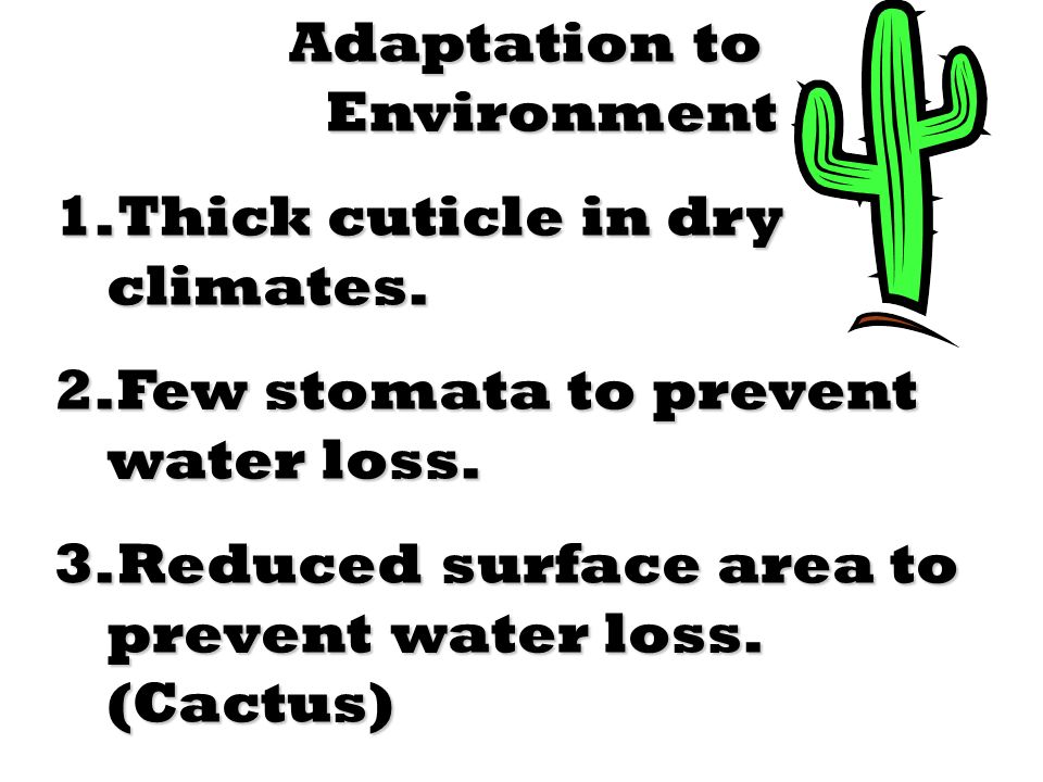 Adaptation to Environment 1.Thick cuticle in dry climates.