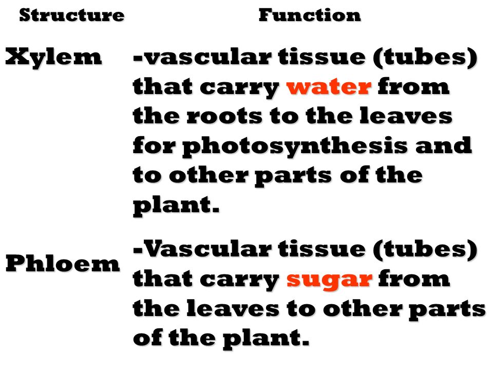 StructureXylemPhloemFunction -vascular tissue (tubes) that carry water from the roots to the leaves for photosynthesis and to other parts of the plant.