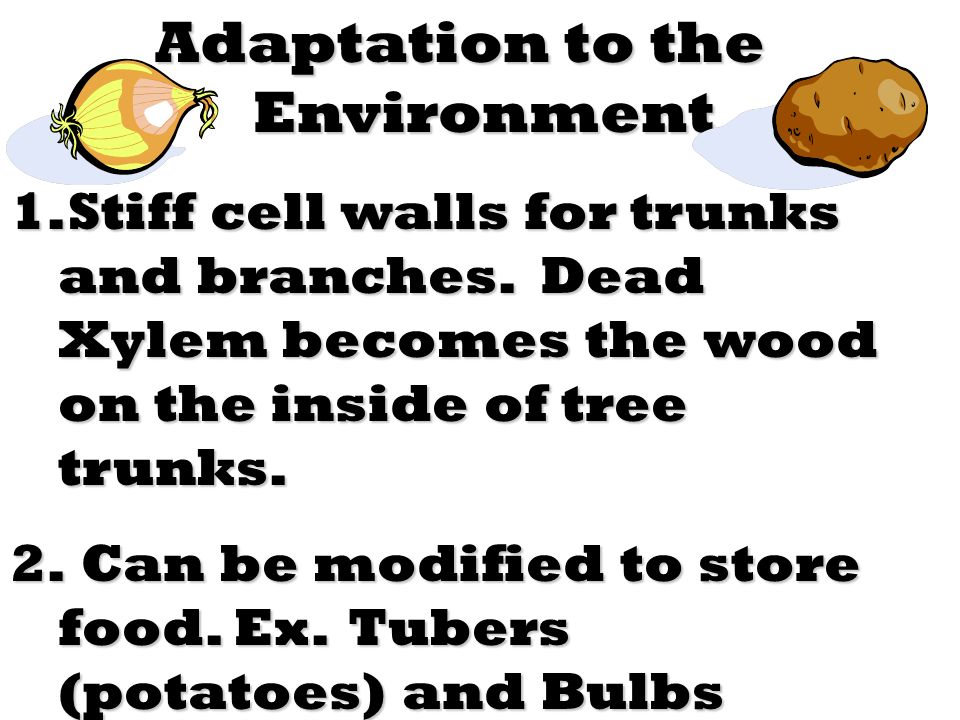 Adaptation to the Environment 1.Stiff cell walls for trunks and branches.