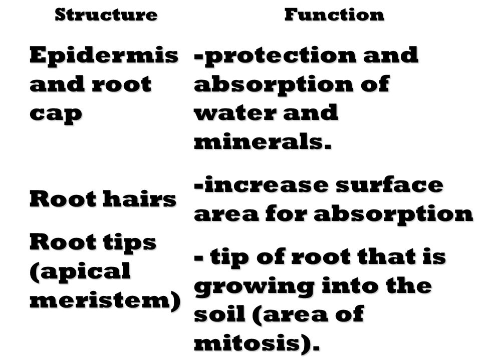 Structure Epidermis and root cap Root hairs Root tips (apical meristem) Function -protection and absorption of water and minerals.
