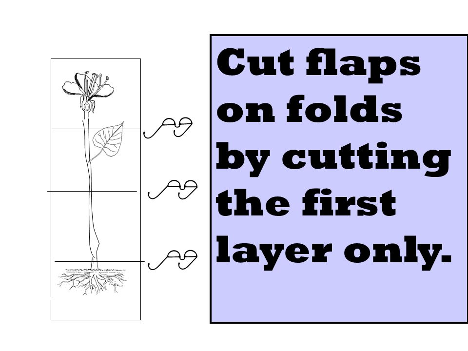    Cut flaps on folds by cutting the first layer only.
