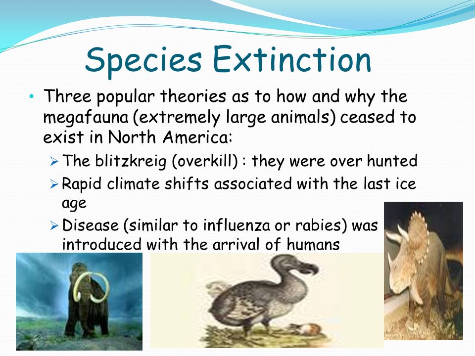 Species Extinction Three popular theories as to how and why the megafauna (extremely large animals) ceased to exist in North America:  The blitzkreig (overkill) : they were over hunted  Rapid climate shifts associated with the last ice age  Disease (similar to influenza or rabies) was introduced with the arrival of humans