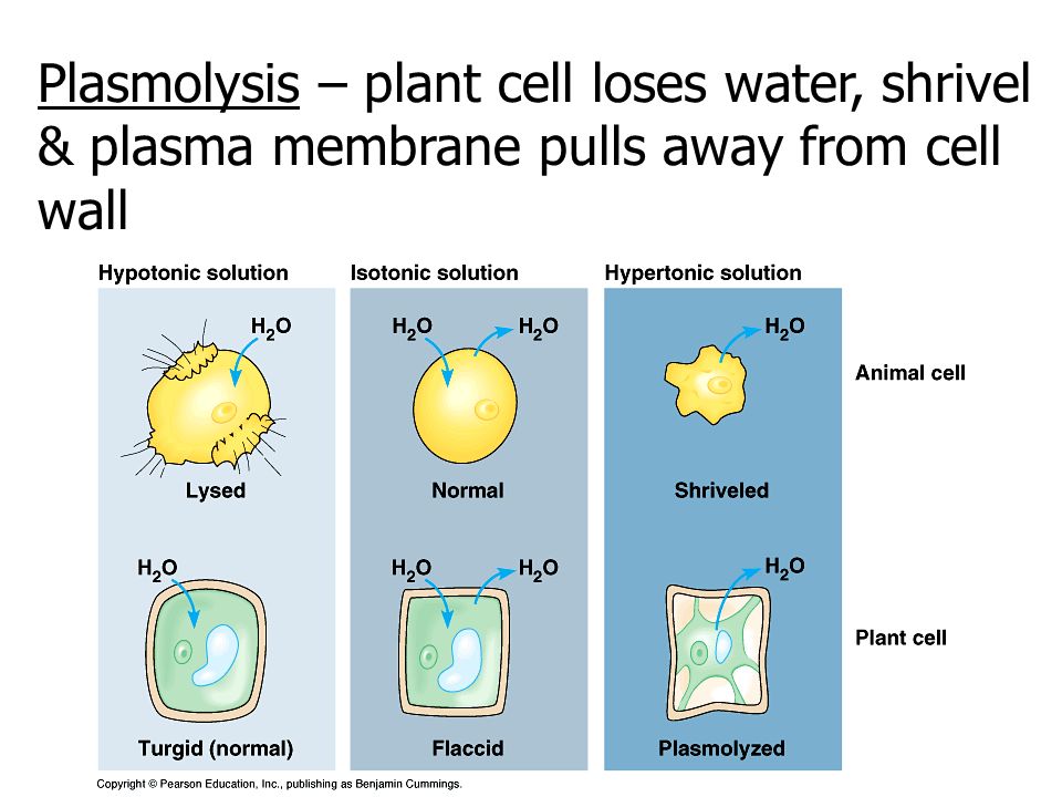 Plasmolysis – plant cell loses water, shrivel & plasma membrane pulls away from cell wall