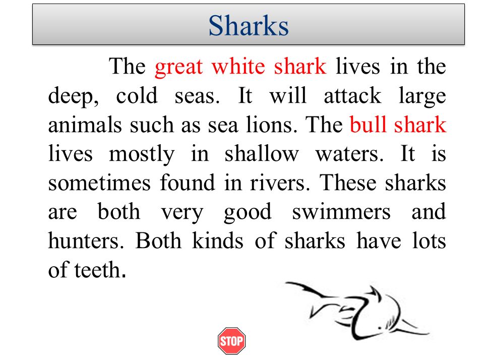 essay on sharks