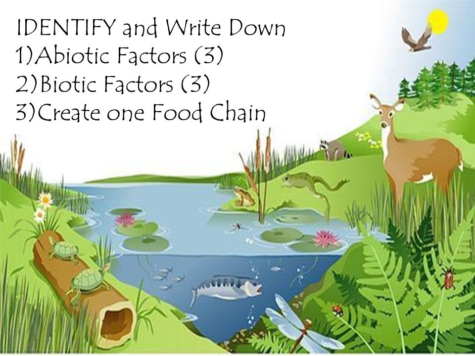 IDENTIFY and Write Down 1)Abiotic Factors (3) 2)Biotic Factors (3) 3)Create one Food Chain