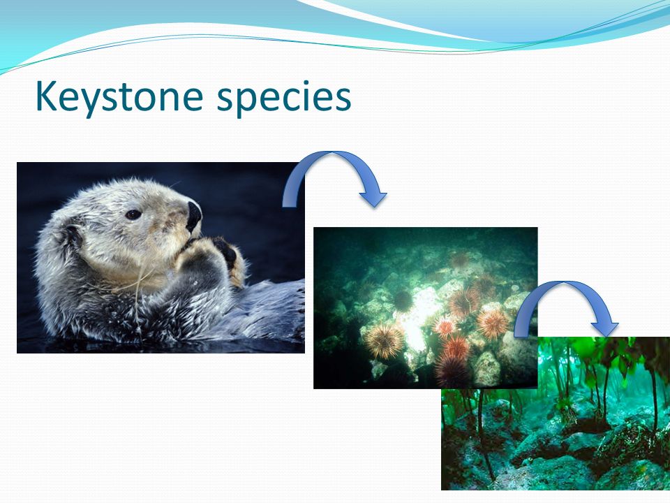 Keystone species