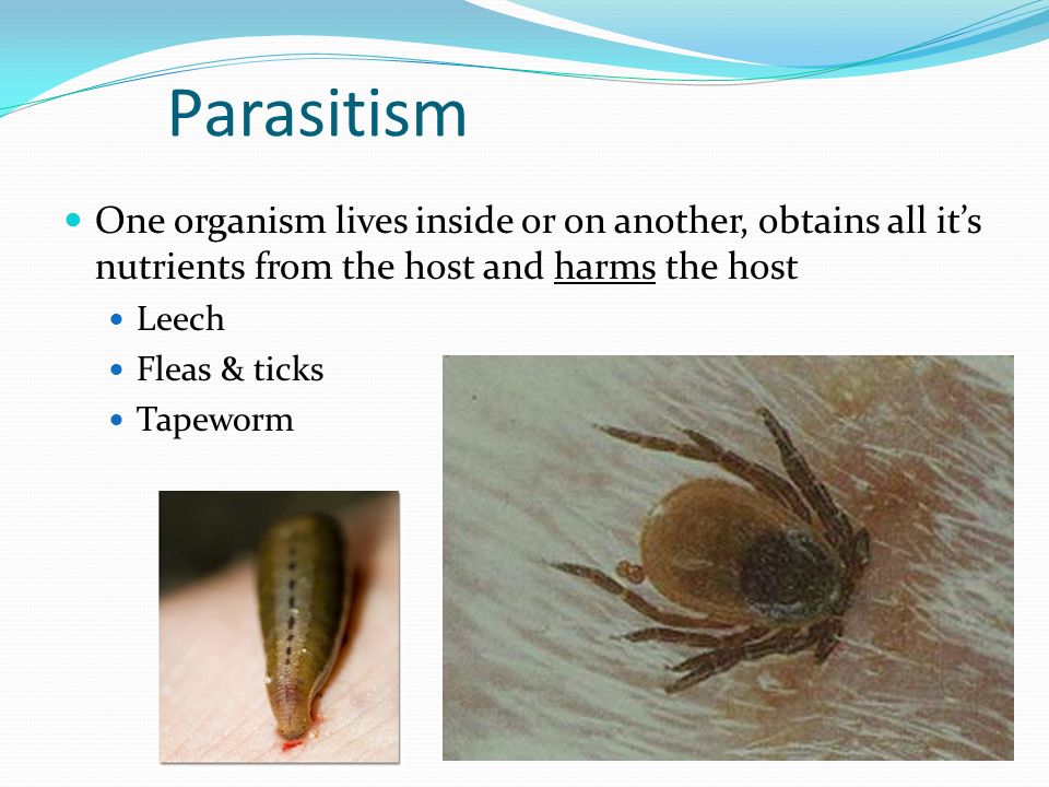 Parasitism One organism lives inside or on another, obtains all it’s nutrients from the host and harms the host Leech Fleas & ticks Tapeworm