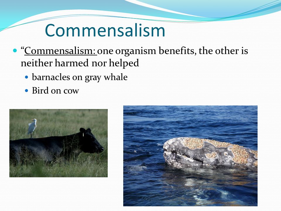 Commensalism Commensalism: one organism benefits, the other is neither harmed nor helped barnacles on gray whale Bird on cow