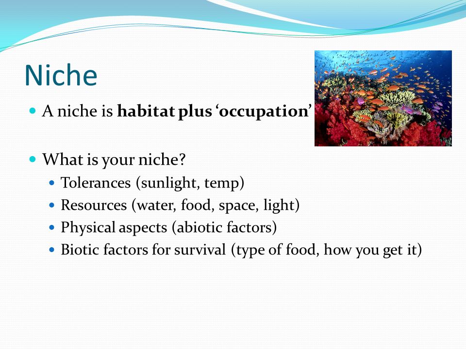 Niche A niche is habitat plus ‘occupation’ What is your niche.