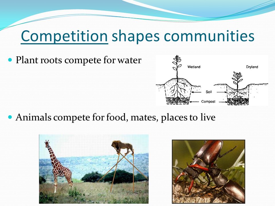 Competition shapes communities Plant roots compete for water Animals compete for food, mates, places to live
