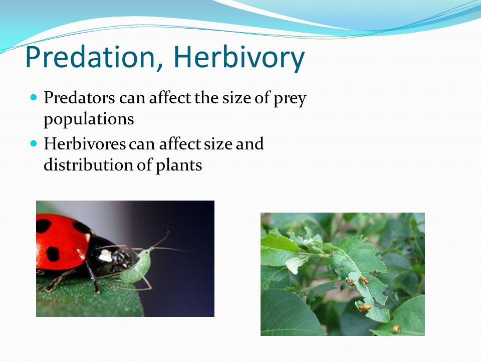 Predation, Herbivory Predators can affect the size of prey populations Herbivores can affect size and distribution of plants